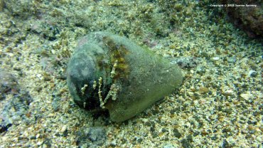 The Snail Shell
