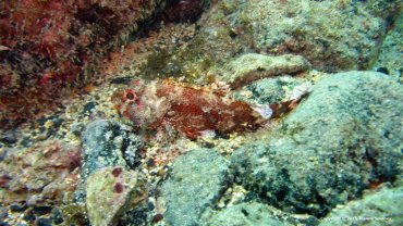 Scorpionfish
