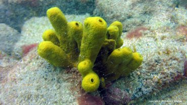 Yellow Coral