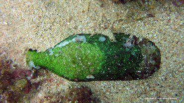 Bottle Fish