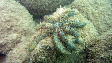 7 Legged Blue Star Fish