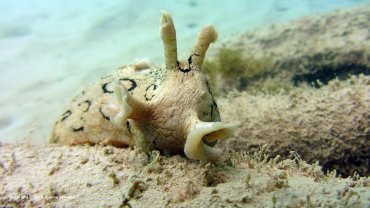 Sea Hare