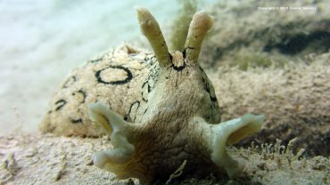 Macro Sea Hare Shot