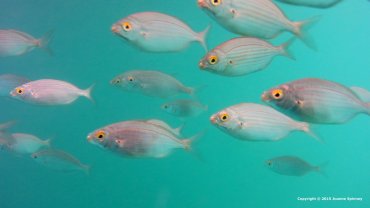Salema