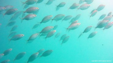 Salema
