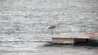 Heron