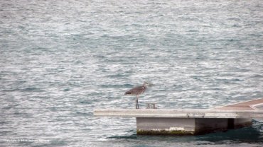 Heron